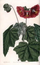 Phymosia Varietät, rote Blüten, heimisch in Mexiko (Tafel)