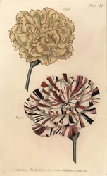 Picotee-Nelke und scharlachrote Bizard-Nelke