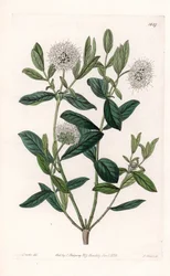 Pimelea Variete - Platte graviert von S. Watts, nach einer Illustration von Sarah Anne Drake (1803-1857), aus dem Botanischen Register von Sydenham Edwards (1768-1819), England