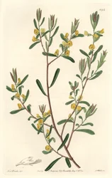 Pultanea flexilis, aus Australien, aus dem Botanischen Register