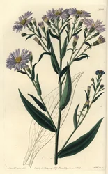 Glattblättrige Aster, Symphyotrichum laeve