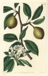 Salbeiblättrige Birne, Pyrus salviifolia