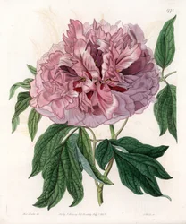 Strauchpfingstrose oder Schafspfingstrose - Gravierte Tafel von S. Watts, nach einer Illustration von Sarah Anne Drake (1803-1857), aus dem Botanischen Register von Sydenham Edwards (1768-1819), England