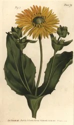 Silphium oder Harzblatt, Silphium asteriscus
