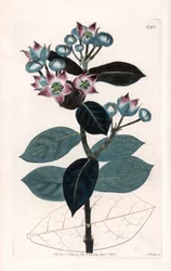 Sodomapfelbaum oder Seidenbaum - Platte graviert von S. Watts nach einer Illustration von Sarah Anne Drake (1803-1857), aus dem Botanical Register von Sydenham Edwards (1768-1819), England