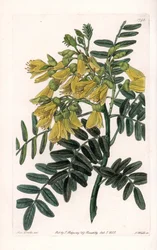 Südamerikanische Sophora Varietät