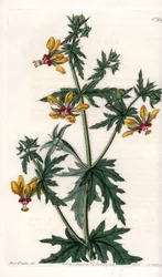 Würziger Mohn