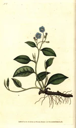 Frühlings-Omphalodes oder Frühlings-Borretsch - Kriechender Nabelwurz, Omphalodes verna (Blauer Nabelwurz, Cynoglossum omphalodes). Handkolorierte Kupferstichgravur nach einer botanischen Illustration von James Sowerby aus William Curtis