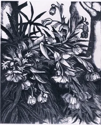 Stinkende Nieswurz, Natur in Großbritannien, veröffentlicht von Collins