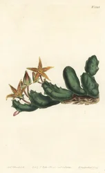 Stisseria geminata (Zweiblütige Stapelie, Stapelia geminata). Handkolorierte Kupferstichgravur von F. Sansom Jr. nach einer Illustration von Sydenham Edwards aus William Curtis