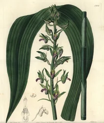 Terrestrische Orchidee