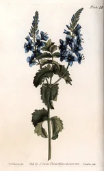 Die Veronica Kleine Eiche oder Falscher Gamander