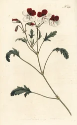 Dreifarbiger Storchschnabel, Pelargonium tricolor. Handkolorierte Kupferstichgravur von Sansom nach einer Illustration von Sydenham Edwards aus William Curtis