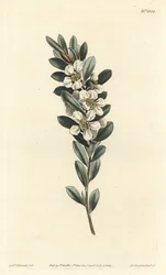 Küsten-Teebaum, Leptospermum laevigatum (Glattes Fabricia, Fabricia laevigata)