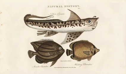 Tropische Fische: Nördlicher Remora und Falterfisch