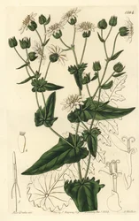 Moscharia pinnatifida