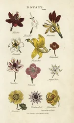 Blütentypen: Triandria, Diandria, Haskatria, Pentandria, Tetrandria usw. Handkolorierter Kupferstich nach Sydenham Edwards aus John Mason Goods Pantologia, a New Encyclopedia, G. Kearsley, London