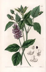 Variete de Psoralea - Gravur von S. Watts nach einer Illustration von Sarah Anne Drake (1803-1857), aus dem Botanical Register von Sydenham Edwards (1768-1819), England
