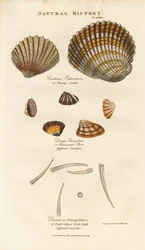 Verschiedene Muschelarten