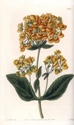 Kleiner Frauenschuh - Gravierte Tafel von S. Watts, nach einer Illustration von Sarah Anne Drake (1803-1857), aus dem Botanical Register von Sydenham Edwards (1768-1819), England