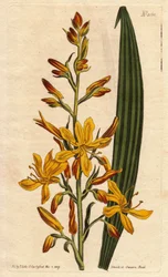 Wachendorfia (rote Wurzel) hat große gelbe und orangefarbene Blüten an der Spitze. Hochblühende Wachendorfia mit gelben und orangefarbenen Blüten. Einheimisch in Südafrika. Wachendorfia thyrsiflora. Handkolorierter Kupferstich nach einer botanischen Illust