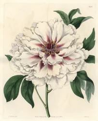 Weiße Strauchpfingstrose