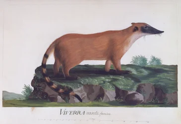 Weibchen von Viverra nasuta, kolorierte Gravur von Sidney Parkinson
