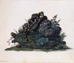 Salamander, Aquarell von Sidney Parkinson