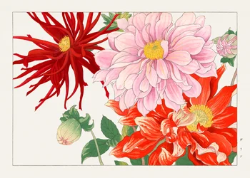 Dahlienblume aus "Seiyou Sokazufu"