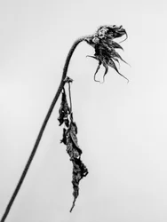 Mitten in den Blumen 15