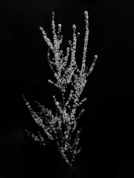 Mitten in den Blumen 56, 2021