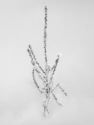 Mitten in den Blumen 57