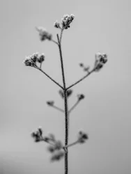 Mitten in den Blumen 5, 2021