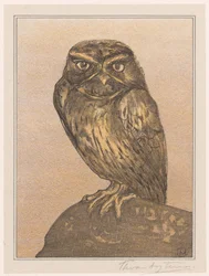 Steinkauz auf Felsen