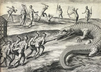 Nackte Ureinwohner Amerikas jagen Alligatoren in Florida, USA