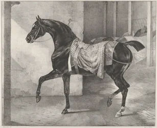 Schwarzes Pferd im Stall angebunden