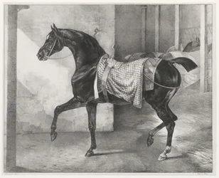 Schwarzes Pferd in einem Stall angebunden