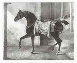 Schwarzes Pferd in einem Stall angebunden