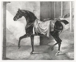 Schwarzes Pferd in einem Stall angebunden