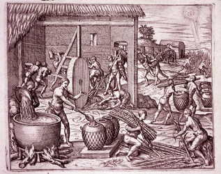Geschichte Amerikas: Zuckerrohrernte und Zuckerproduktion durch indianische Sklaven, die für die spanischen Konquistadoren arbeiten (Gravur)