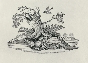 Ein Zibetkatze mit einem Hahn aus 