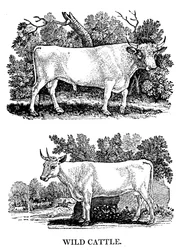 Britisches Wild- oder Parkvieh, 1790