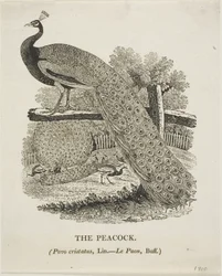 Pfau
