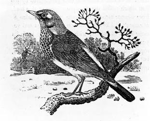 Die Wacholderdrossel, Illustration aus „A History of British Birds“ von Thomas Bewick, erstmals veröffentlicht 1797