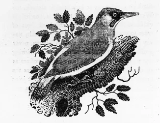 Der Grünspecht, Illustration aus 