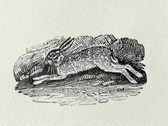 Der Hase aus 