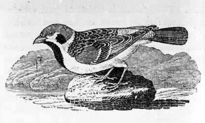 Der Bergspatz, Illustration aus 