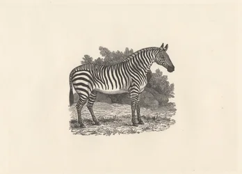 Zebra