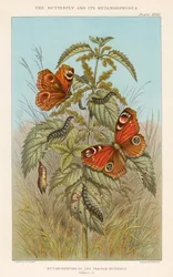 Metamorphosen des Pfauenauges