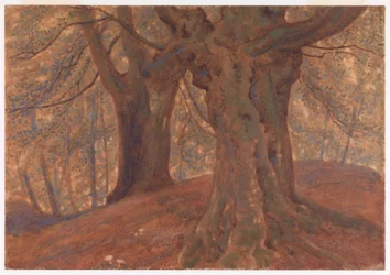 Burnham Beeches